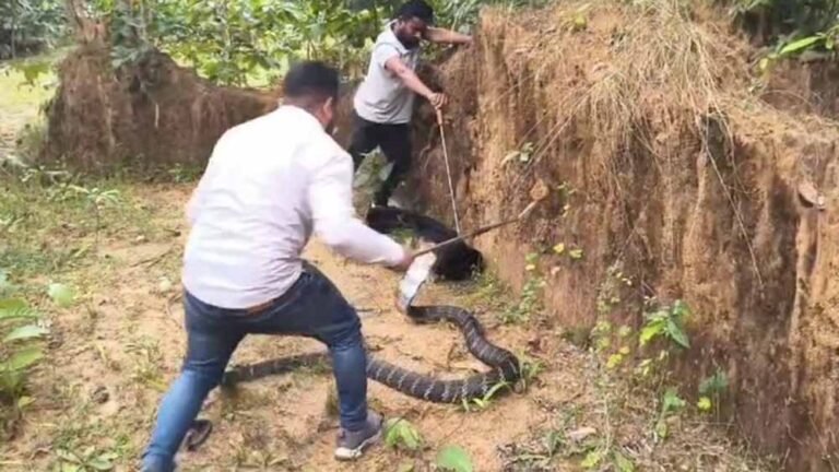 दुनिया का सबसे बड़ा सांप मिला! ग्रामीणों ने देखा तो उड़ गए होश, 1.5 घंटे चला रेस्क्यू ऑपरेशन