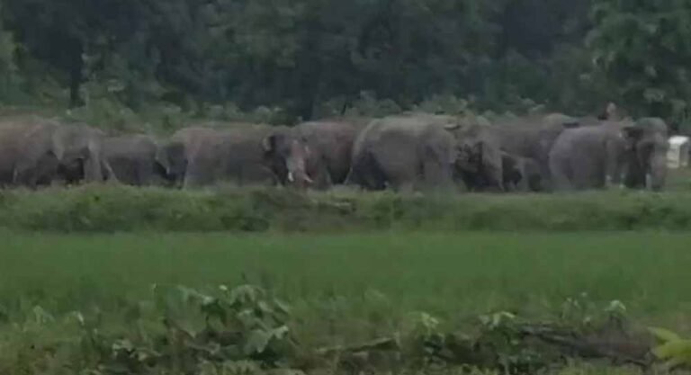 कोरबा में हाथियों का उत्पात जारी, ग्रामीणों की नींद उड़ी – खेतों में भारी नुकसान