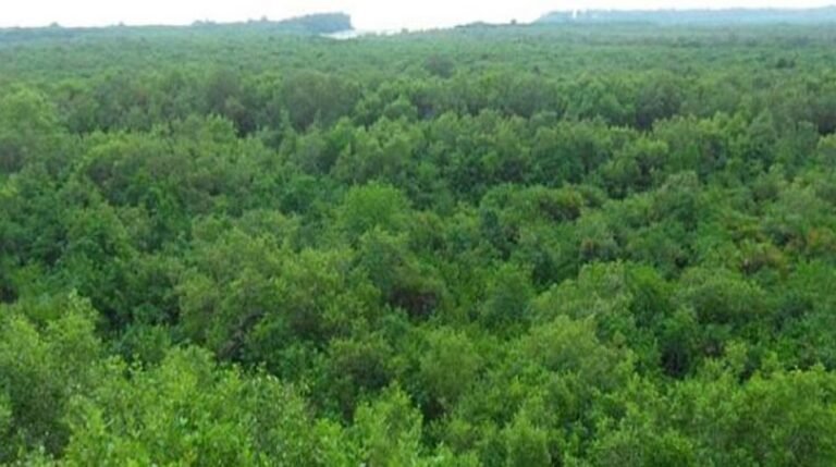 FAO रिपोर्ट: भारत का वन क्षेत्र तेजी से बढ़ा, एक दशक में 1.91 हेक्टेयर का विस्तार, विश्व में 9वां स्थान हासिल