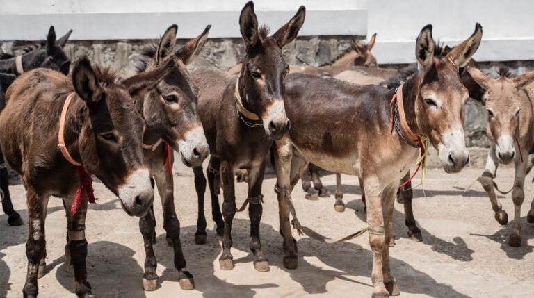 मध्य प्रदेश के 9 जिलों में गधों का सफाया, चीन के प्रभाव पर सवाल