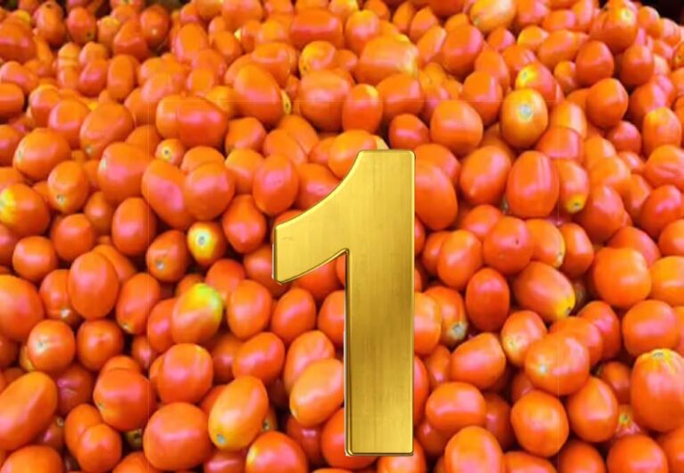 टमाटर उत्पादन में मध्य प्रदेश बना देश का नंबर-1 राज्य