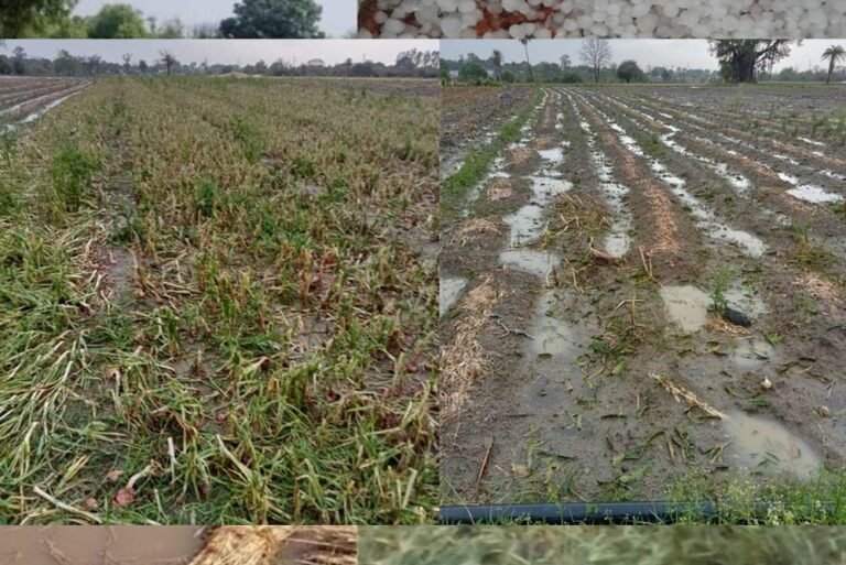 कृषि संकट: MP में बेमौसम बारिश से धान, सरसों, मटर और तिल की फसल प्रभावित