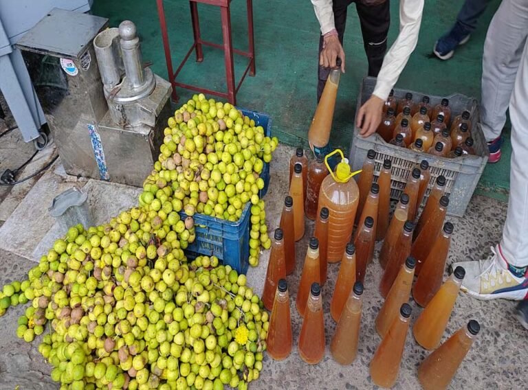 भोपाल का पर्यावरण फ्रेंडली इनोवेशन, दुर्गा पूजा में चढ़े नींबुओं से बनेगा प्राकृतिक क्लीनिंग स्प्रे