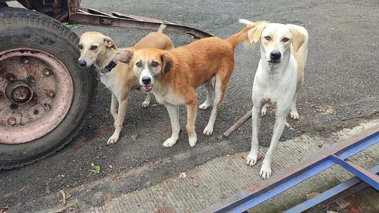 सड़कों पर कुत्तों का कहर: गाजियाबाद में रेबीज इंजेक्शन की मांग में जबरदस्त बढ़ोतरी