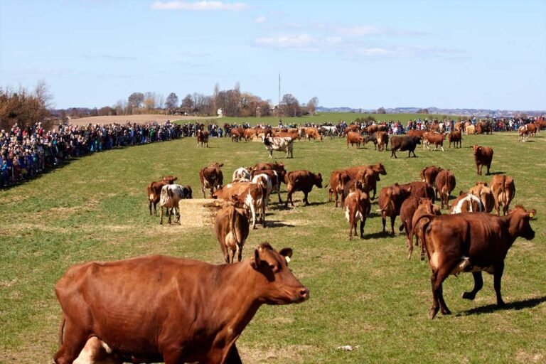 गाय की डकार पर टैक्स, हरियाली बढ़ाने पर राहत! डेनमार्क की पर्यावरण बचाने वाली नई नीति