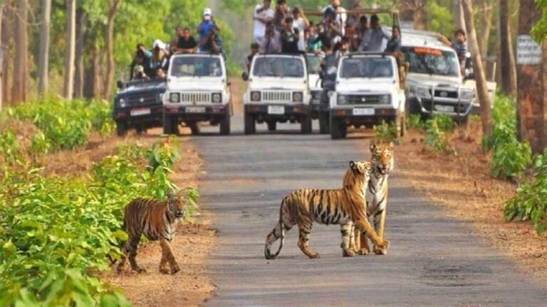 MP के बांधवगढ़ में बड़ा खुलासा: फर्जी वाउचर से चल रहा था सफारी टिकट का काला कारोबार