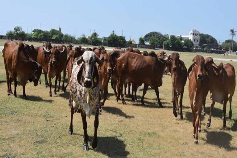 दुग्ध उत्पादन बढ़ाने सरकार की पहल: MP में नस्ल सुधार को लेकर संपर्क अभियान शुरू