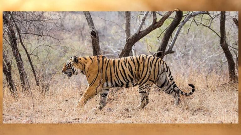 टाइगर स्ट्राइक फोर्स के सरोठिया को global अवॉर्ड, मध्यप्रदेश ने बढ़ाया देश का मान