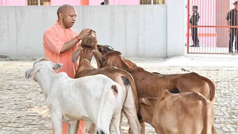 गायों संग गोवर्धन पूजा: सीएम योगी ने गोशाला में की सेवा, कराया विशेष पूजन