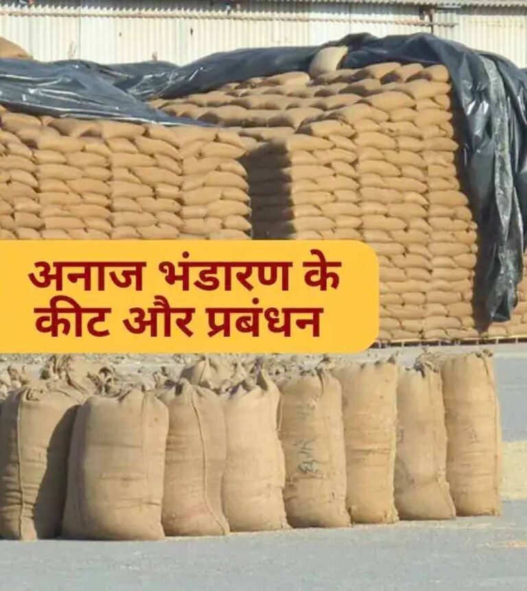 धान भंडारण में सूखत एवं कीट-जनित क्षय: वैज्ञानिक एवं स्वाभाविक प्रक्रिया