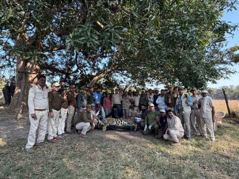 कान्हा से वीरांगना दुर्गावती टाइगर रिज़र्व के लिये नर बाघ रवाना