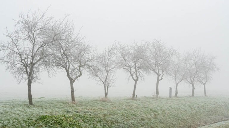 मध्यप्रदेश में सर्दी बढ़ी, 25 शहरों में पारा 10° से नीचे, खजुराहो में सबसे ठंडा; 15 जिलों में कोहरा, उत्तर की बर्फीली हवाओं ने बढ़ाई कंपकंपी