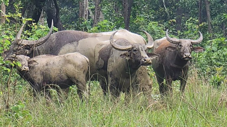 नक्सलियों के कॉरिडोर वाले जंगल अब होंगे जंगली भैंसों का निवास, नई योजना शुरू