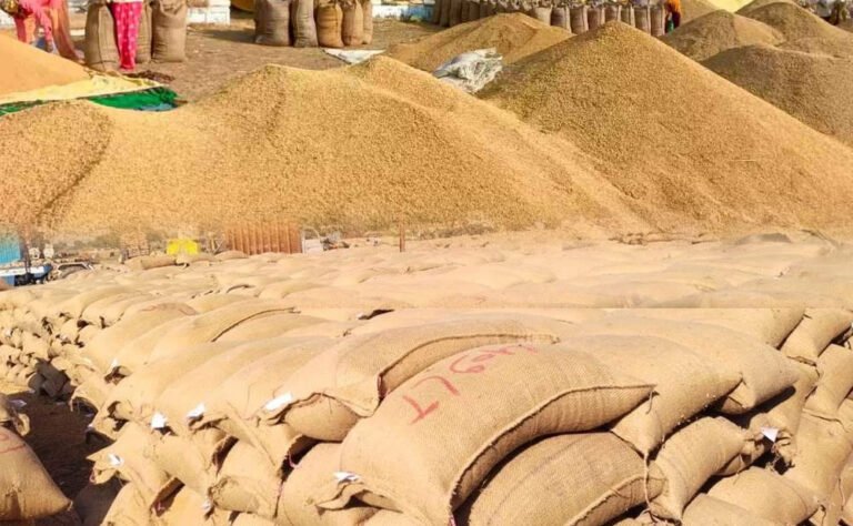 इस वर्ष समर्थन मूल्य पर 51 लाख 75 हजार मीट्रिक टन से अधिक हुई धान की खरीदी