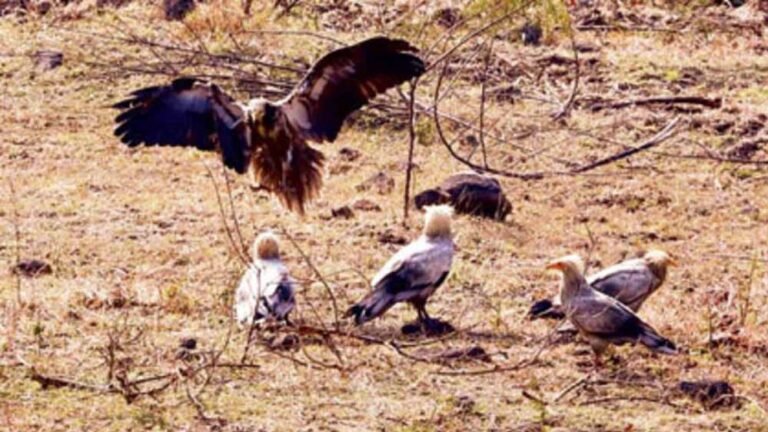 इंदौर में सफेद गिद्धों की बढ़ी संख्या, 9 साल बाद हुआ ‘आकाश के रक्षक’ का आगमन