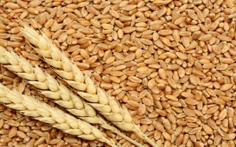 मोहन सरकार का बड़ा फैसला, गेहूं की MSP 2600 रुपये, किसानों को सिर्फ 15 रुपये बोनस