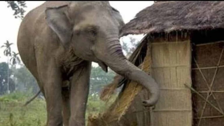 खाड़ा गांव में हाथियों का कहर: घर ध्वस्त, दो गायों की मौत