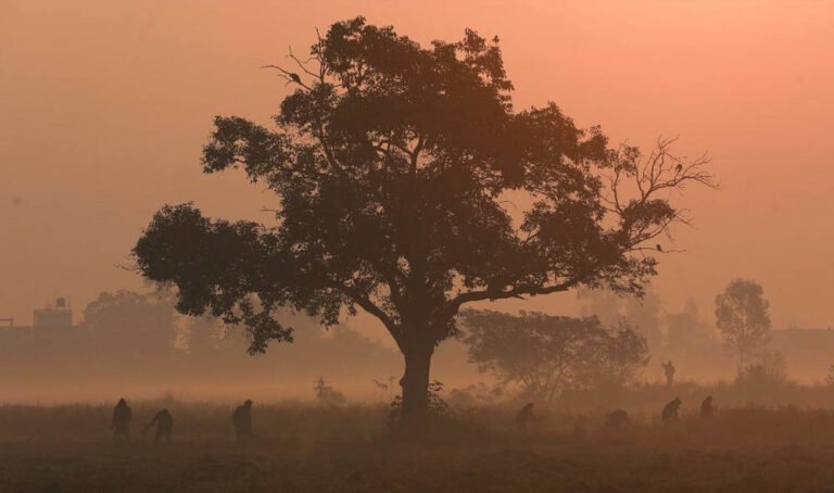 भोपाल में 10 साल का ठंडा रिकॉर्ड टूटा, इंदौर-ग्वालियर में स्कूल बंद, शीतलहर ने बढ़ाई मुश्किलें