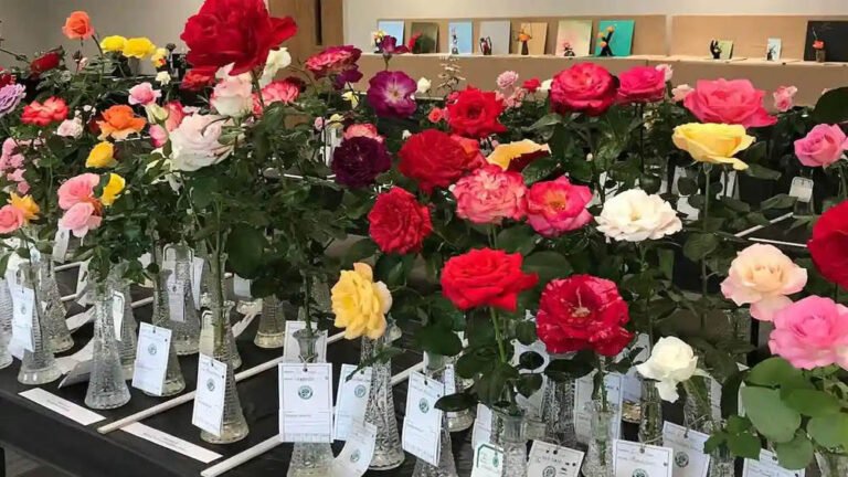 गुलाब प्रदर्शनी में “गमलों में गुलाब” प्रतियोगिता का द्वितीय चरण, 9 जनवरी को होगा आयोजन