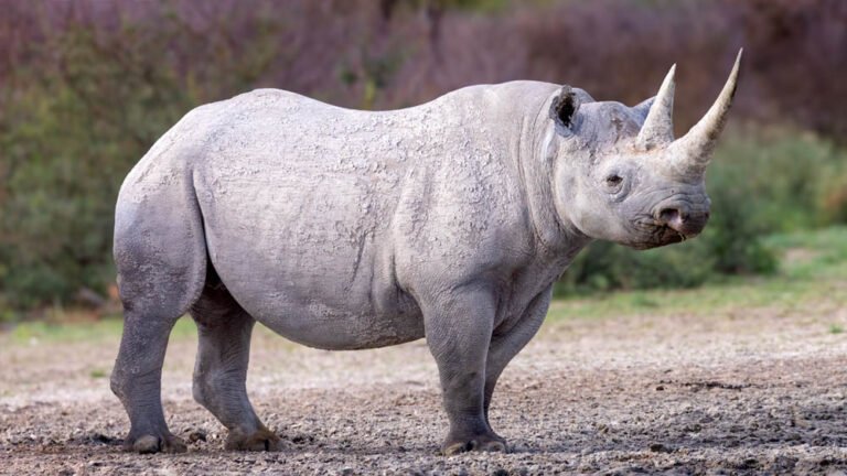 एमपी में असम के गैंडे लाने की योजना, वन्यजीवों के आदान-प्रदान की प्रक्रिया शुरू