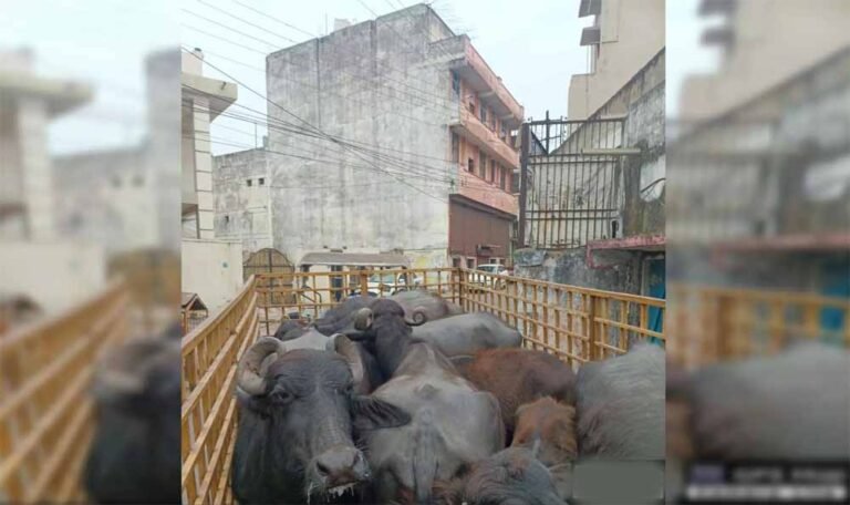रायपुर नगर निगम ने डेयरी संचालक पर लगाया 10000 का ई-जुर्माना