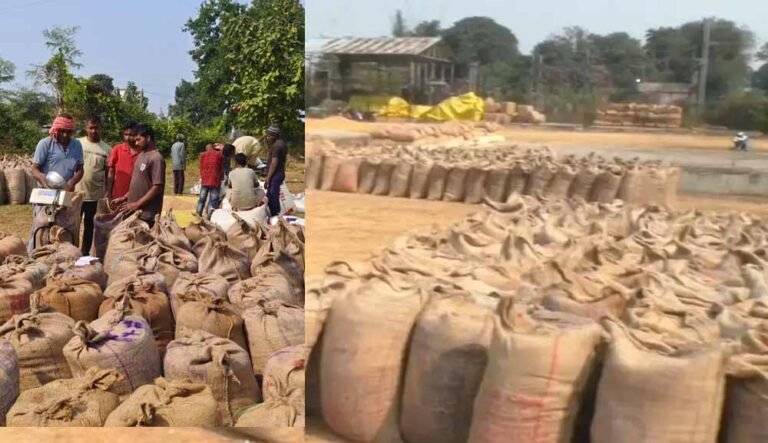 धान का 21 क्विंटल प्रति एकड़ के हिसाब से हो रहा उपार्जन