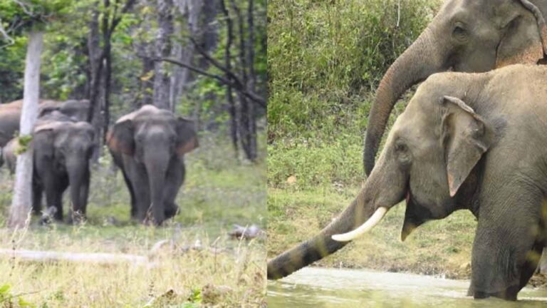 गरियाबंद जिले को मानव-हाथी द्वंद्व रोकथाम में मिला मुख्यमंत्री उत्कृष्ट पुरस्कार