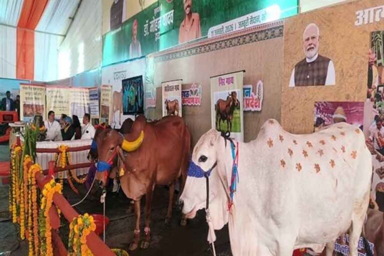 आंध्र प्रदेश की प्रसिद्ध पुंगनूर गाय बनी आकर्षण का केंद्र