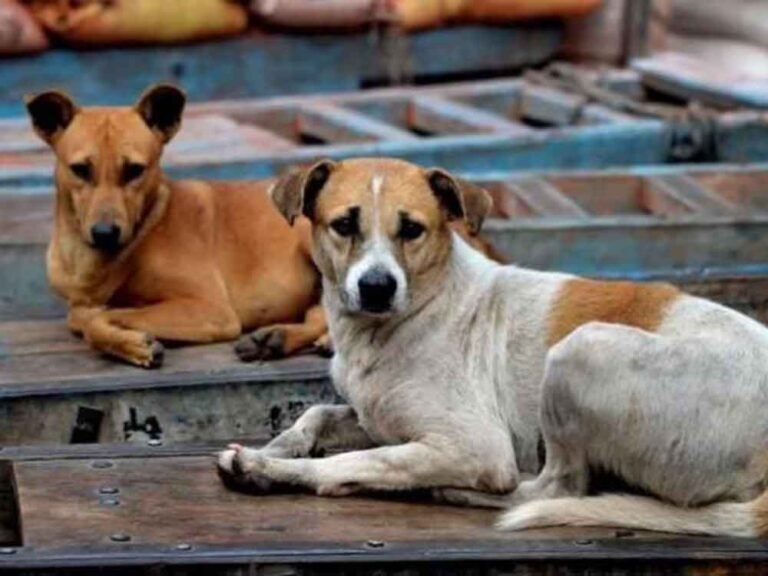 वोट के लिए कत्लेआम? 7 दिन में 500 कुत्ते मारे गए, कई गांवों में मचा हड़कंप