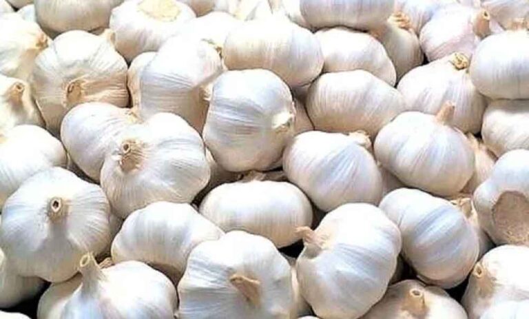 बारां का लहसुन बनेगा वैश्विक ब्रांड, जीआई टैग से बढ़ेगी पहचान और दाम