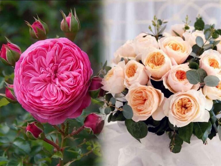 राजधानी में खिलेगा गुलाबों का संसार, 9–11 जनवरी तक महकेंगे फूलों के राजा