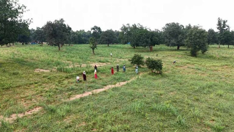 लेमनग्रास: छोटे किसानों के लिए आमदनी का नया जरिया