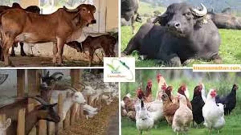 पशुपालन एवं पशु कल्याण को लेकर प्रदेश भर में चलेगा एक माह का जागरूकता अभियान