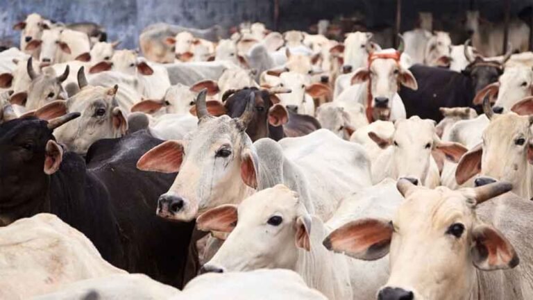 भारत को झटका! किर्गिस्तान ने रोका एनिमल प्रोडक्ट आयात, कहा– जोखिम बेहद गंभीर