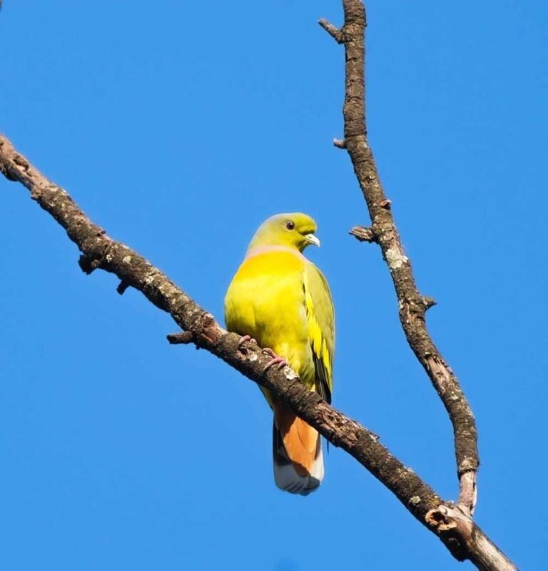 जैव विविधता की वापसी: बारनवापारा अभयारण्य में वर्षों बाद नजर आया दुर्लभ जीव