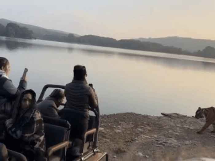 रणथंभौर सफारी के दौरान साइना नेहवाल से हुआ बाघ का आमना-सामना, वीडियो वायरल