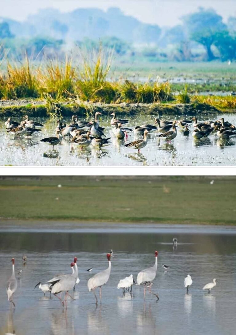 यूपी का 11वां रामसर साइट्स बना एटा का पटना पक्षी अभयारण्य