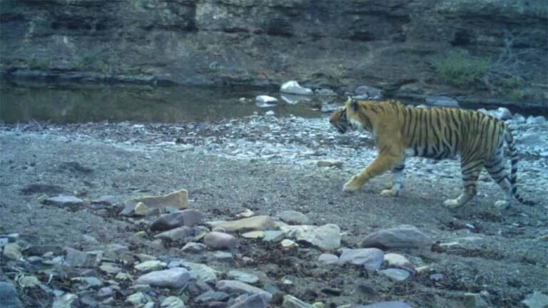 रणथंभौर में बाघिन T-94 की मौत, नेशनल पार्क में मिला शव, जांच शुरू