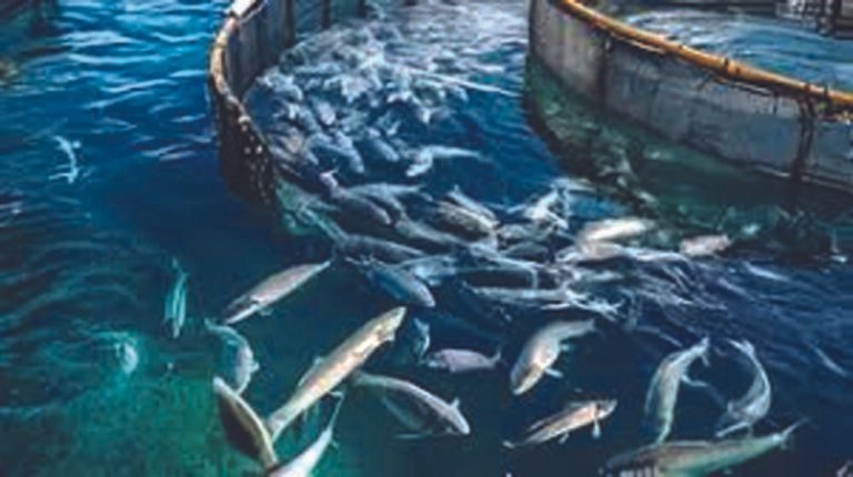 मत्स्य क्षेत्र में 30 कंपनियां करेंगी 1400 करोड़ रुपये से अधिक का निवेश