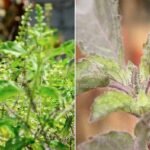 वास्तु के अनुसार रामा vs श्यामा तुलसी: घर के लिए कौन सी है सबसे लाभकारी?