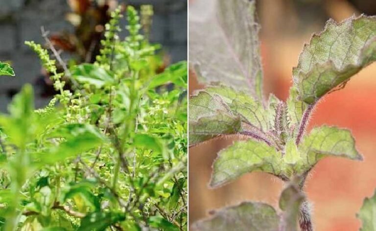 वास्तु के अनुसार रामा vs श्यामा तुलसी: घर के लिए कौन सी है सबसे लाभकारी?