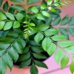 करी पत्ते का पौधा बदल सकता है आपकी किस्मत! जानें लगाने की सही दिशा और वास्तु रहस्य