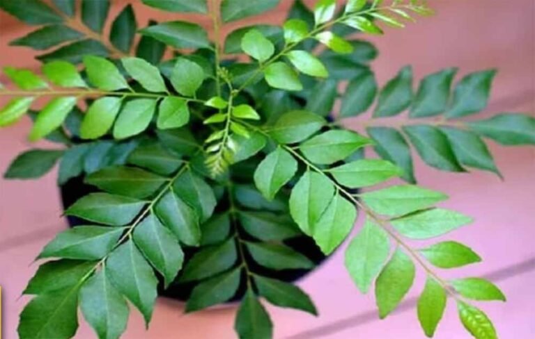 करी पत्ते का पौधा बदल सकता है आपकी किस्मत! जानें लगाने की सही दिशा और वास्तु रहस्य