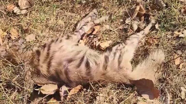 तंत्र की नाकामी: उपचार के अभाव में दम तोड़ गया लकड़बग्घा