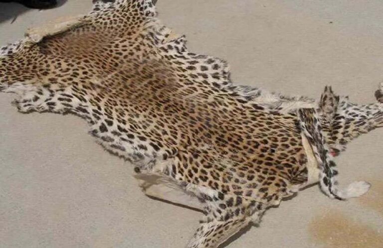 वन विभाग की सख्ती से खुला बड़ा गिरोह, तेंदुए की खाल के साथ 9 गिरफ्तार