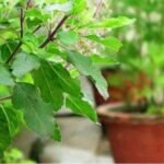 तुलसी के संग ये पौधे लगाते ही बदल जाएगा माहौल, नकारात्मक ऊर्जा होगी खत्म