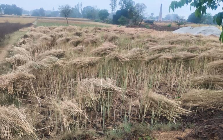 ओलावृष्टि और बारिश से 42 जिलों में फसलों की तबाही, 14 जिलों में आज भी जारी है खतरा