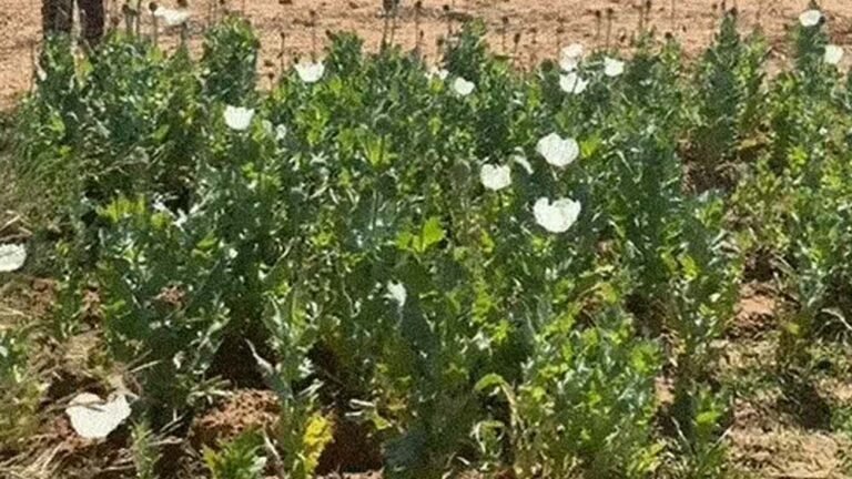 रायगढ़ में अफीम की अवैध खेती पकड़ी गई, दो किसान गिरफ्तार, इस महीने का पांचवां मामला