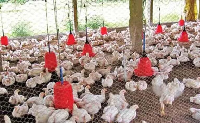 बर्ड फ्लू की आशंका, पोल्ट्री फार्म में 5000 मुर्गियों की संदिग्ध मौत, पशु चिकित्सा विभाग में खलबली