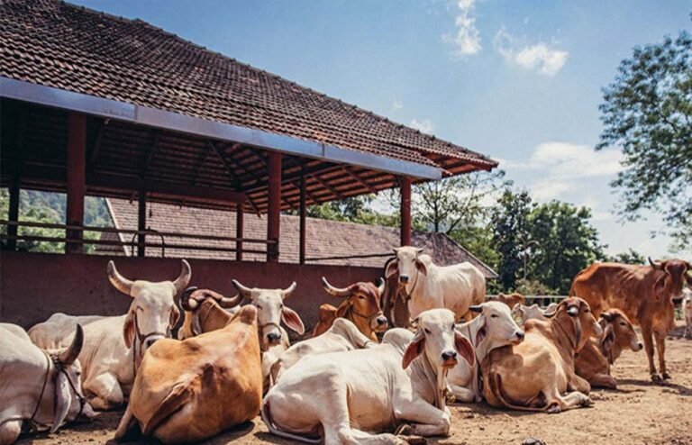 पंचगव्य से यूपी में खड़ा होगा विशाल ऑर्गेनिक बाजार